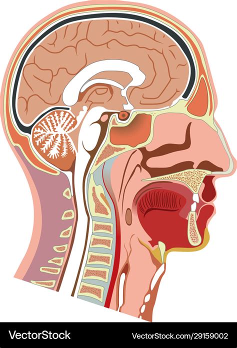 Human head internal anatomy Royalty Free Vector Image