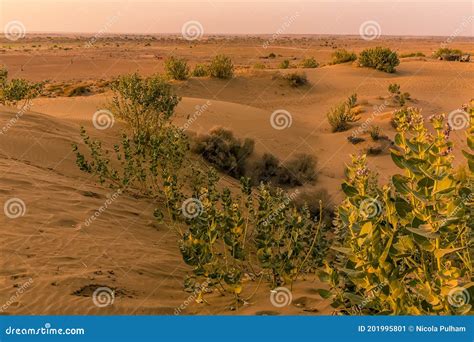 A View Past Milkweed Plants in the Thar Desert, Rajasthan, India at Sunset Stock Image - Image ...