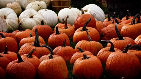 Wallpaper pumpkin, autumn, harvest hd, picture, image