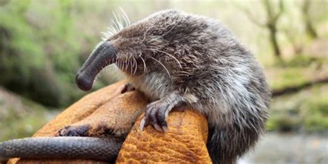 Rescue and translocation of pyrenean Desman population | ACCIONA ...