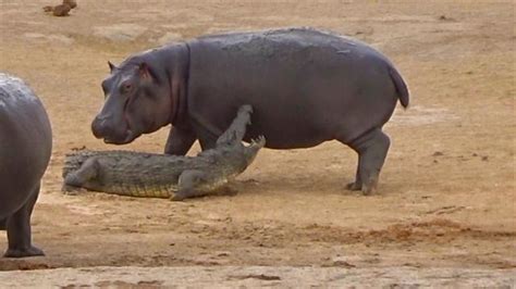 Hippo Bites Lion