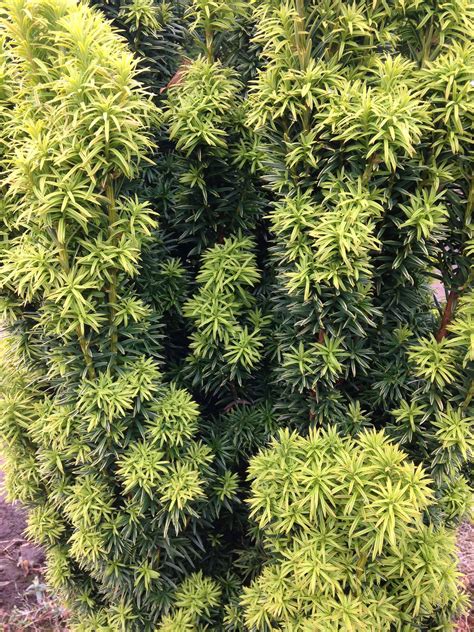 Taxus baccata Fastigiata Aurea - Green Mile Trees Green Mile Trees