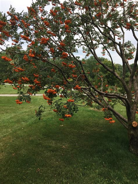 tree with orange berries : r/marijuanaenthusiasts