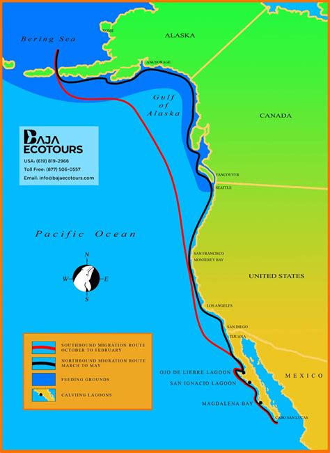 Map of the Gray Whale Migration - Baja Ecotours