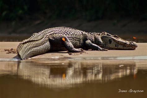 Caiman - Amazon Aid Foundation