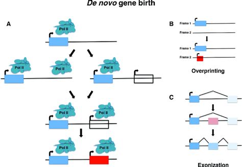 De novo gene birth. Novel genes can emerge from ancestrally non-genic ...