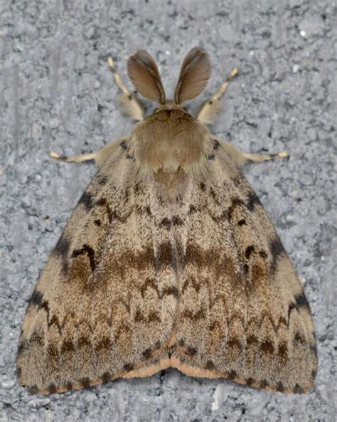 Spongy Moth – Profile and Resource | Invasive Species Centre