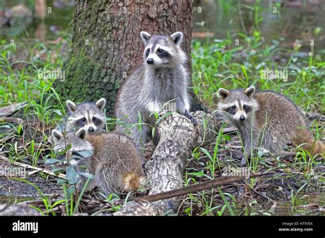 Raccoon family Stock Photo: 135355666 - Alamy