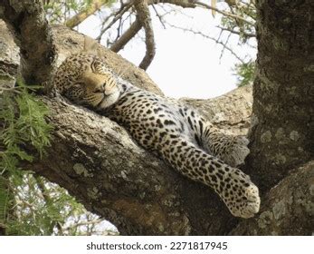 1,468 Leopard Sleeping Tree Images, Stock Photos & Vectors | Shutterstock