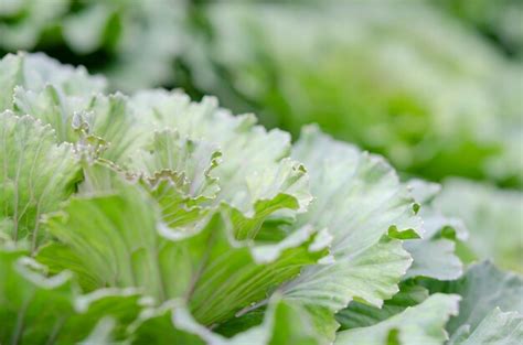 Premium Photo | Flowering cabbage