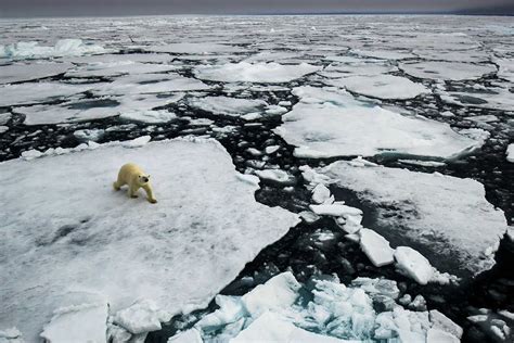 Polar Bears in Iceland | Exodus Travels