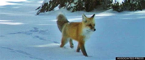 Rare Sierra Nevada Red Fox Caught On Camera In Yosemite National Park | HuffPost