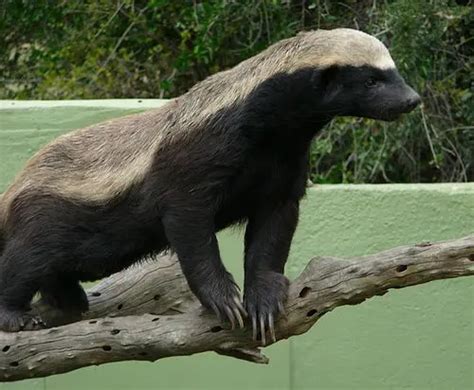 Honey Badger Facts | Honey Badger Habitat | Honey Badger Diet