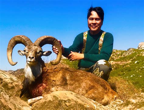 Punjab Urial Pakistan Hunt - Quality Hunts - Leader In Hunt Packages