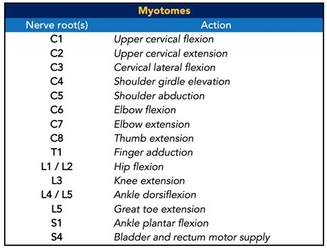 Árnyék jelölje be Gondolat patellar reflex nerve root Paine Gillic ...