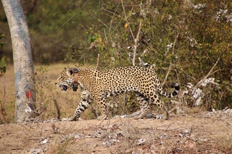 Saving Jaguars: Good for Business - Nature Trust of The Americas Inc.Nature Trust of The ...