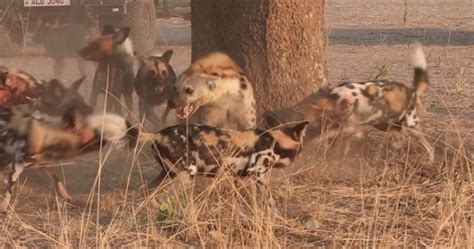 Video: A pack of wild dogs turn on a pesky hyena - Africa Geographic