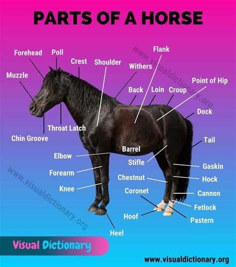 Horse Anatomy Horse Anatomy Horse Care Anatomy | Images and Photos finder