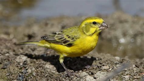 Yellow Canary Care Sheet | Birds Coo