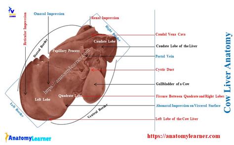 Cow Liver Anatomy - Lobes, Surfaces, and Borders with Diagram » AnatomyLearner >> The Place to ...