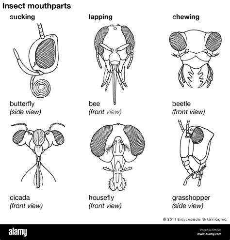 Insect Mouthparts High Resolution Stock Photography and Images - Alamy