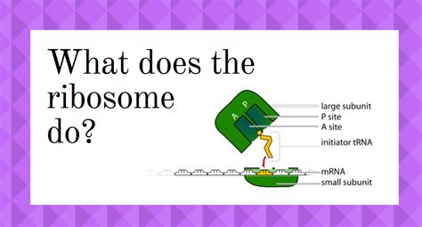 The Function Of Ribosomes - Science Trends