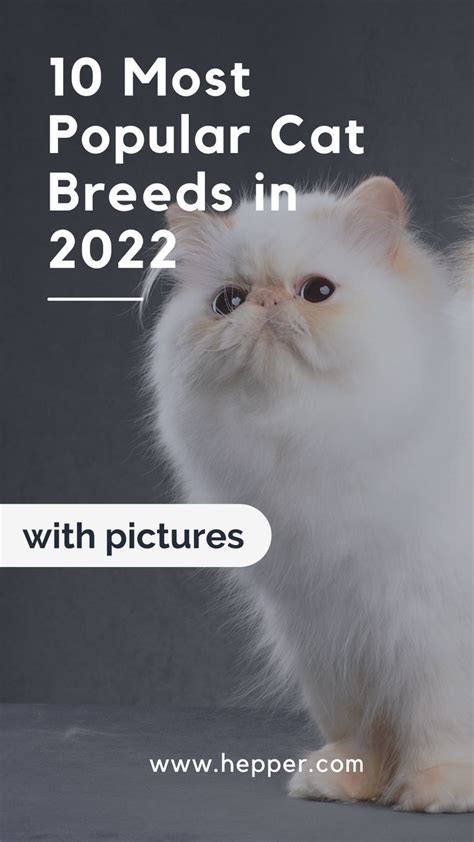 10 Most Popular Cat Breeds in 2024 (With Pictures) | Hepper | Most popular cat breeds, Popular ...