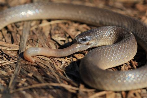 Photographed a Rough Earth Snake eating a worm. : r/herpetology