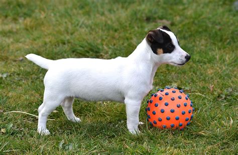 Dollzis: Jack Russell Puppy Playing