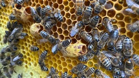 What Does A Honey Bee Hive Look Like? - Beekeeper Tips