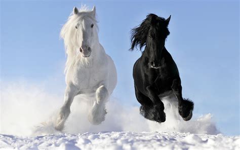 Running Black Horse Hd Wallpaper Download