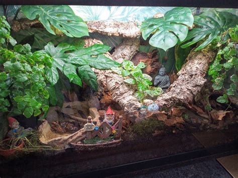 How To Setup A Tree Frog Habitat? [Step by Step Guide] – Acuario Pets