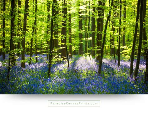 landscape canvas prints picture-forest wildflowers purple spring ...