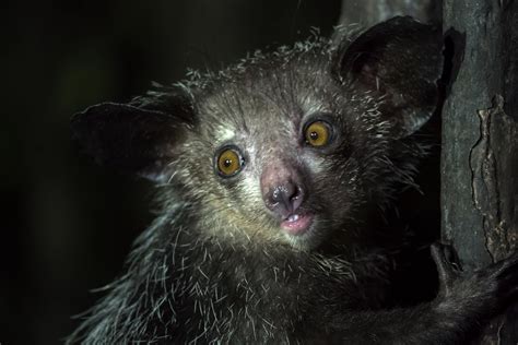 Discover Madagascar's aye-aye, one of the strangest primates on the planet - Discover Wildlife ...