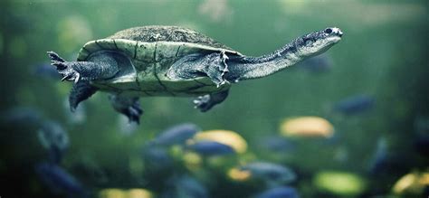 Do Turtles Sleep Underwater? - Turtle Pet Guide