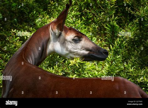 Okapi, Okapia johnstoni, brown rare forest giraffe, in the dark green forest habitat. Big animal ...