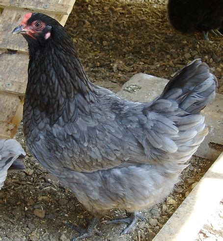 Olive Egger | BackYard Chickens - Learn How to Raise Chickens