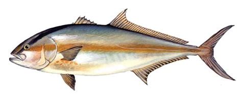 Greater Amberjack Fishing Guide | How to Catch a Greater Amberjack