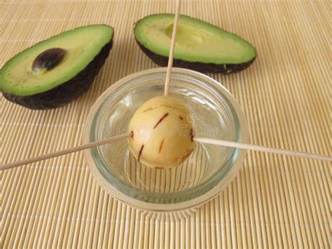 Seed in Sprouting Process for a Avocado Tree Stock Photo - Image of ...