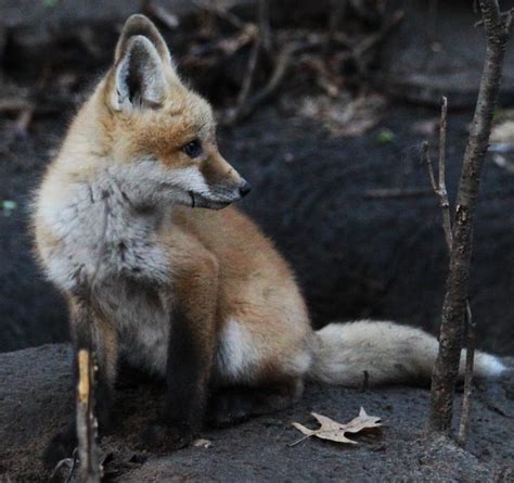 All of Nature: Baby Red Foxes at Springbrook