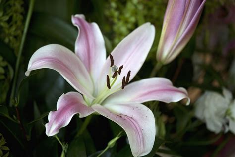 14 Stunning Lily Varieties to Plant