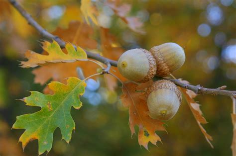 What Tree Produces Acorns? - My Heart Lives Here