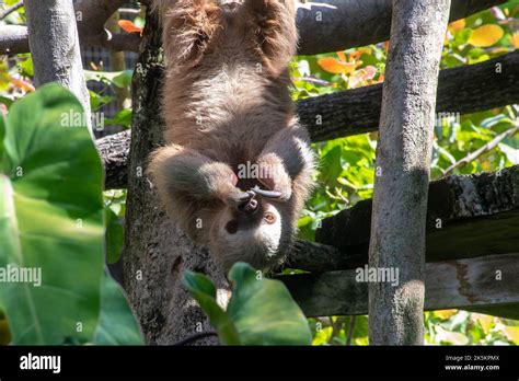 Sloth hanging upside down Stock Photo - Alamy