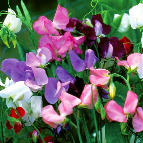 Sweet Pea, Early Flowering Mixed Colors Seeds | Annual Flowers – Ferry-Morse