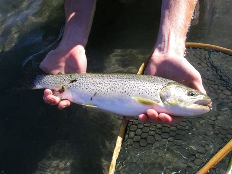 Coastal cutthroat trout - Alchetron, the free social encyclopedia