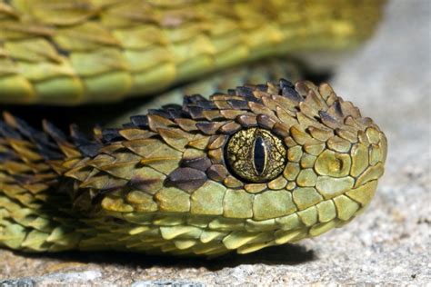 Snake Profile: African Bush Viper (8 Amazing Photos) - Snake Profile