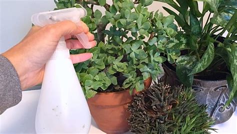 How To Make Neem Oil Spray For Indoor Plants | Indoor Garden Nook