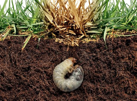 Lawn Grubs: White Grub Identification and Control