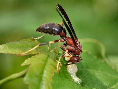 Family Vespidae – ENT 425 – General Entomology