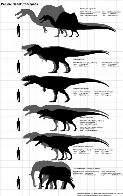 Size comparison scale | The World of Animals